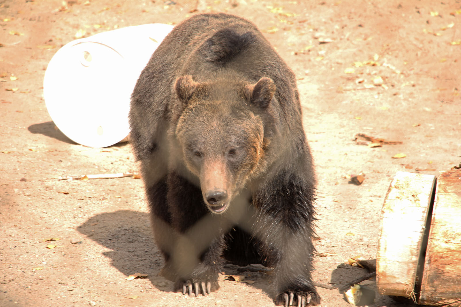 IMG_0200RDC Bear Exhibit.jpg